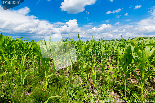 Image of Green corn field