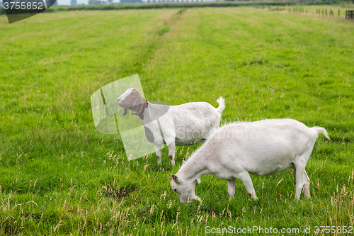 Image of White goat