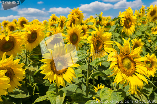 Image of sun flowers field in Ukraine sunflowers