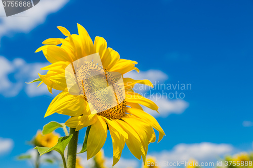 Image of sun flowers field in Ukraine sunflowers