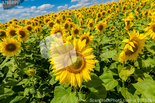 Image of sun flowers field in Ukraine sunflowers