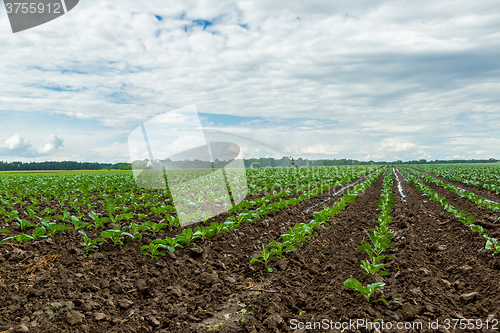 Image of Cabbage field