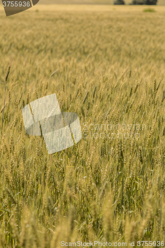 Image of A wheat field, fresh crop of wheat