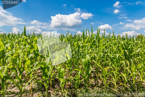 Image of Green corn field