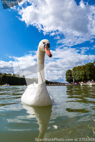 Image of Mute Swan on a lake