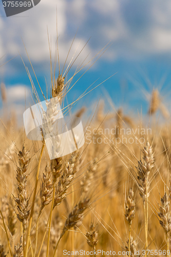 Image of A wheat field, fresh crop of wheat