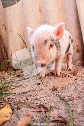 Image of Close-up of a cute muddy piglet running around outdoors on the f