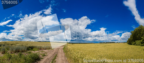 Image of A wheat field, fresh crop of wheat