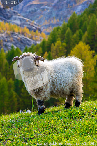 Image of Valais blacknose sheep in  Alps