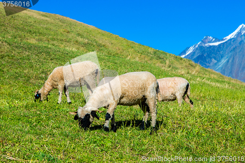 Image of Valais blacknose sheep in  Alps