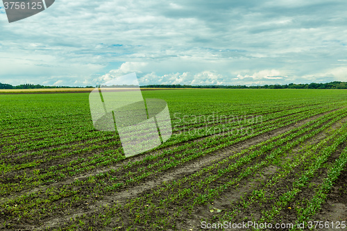 Image of Field of red beet