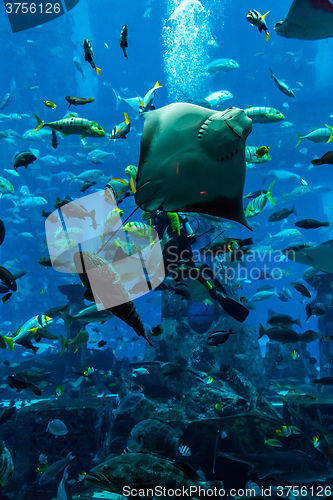 Image of Huge aquarium in Dubai. Diver feeding fishes.
