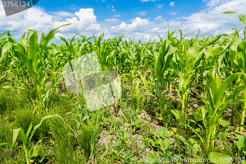 Image of Green corn field