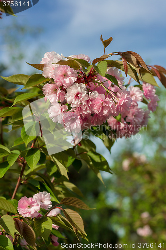 Image of Beautiful Cherry blossom , pink sakura flower