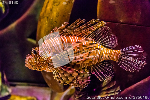 Image of Close up view of a venomous Red lionfish