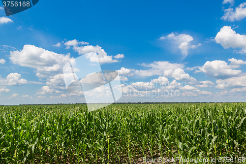 Image of Green corn field