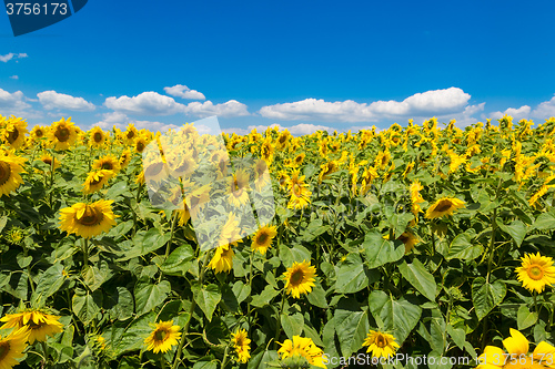 Image of sun flowers field in Ukraine sunflowers