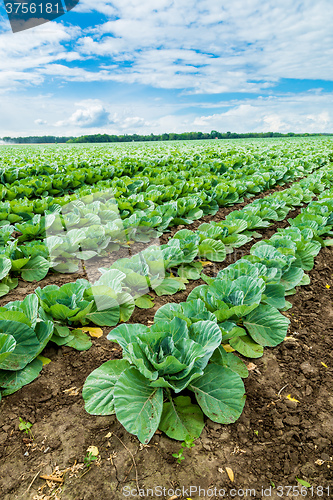 Image of Cabbage field