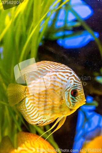 Image of Aquarium with tropical fish of the Symphysodon discus spieces