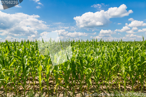 Image of Green corn field