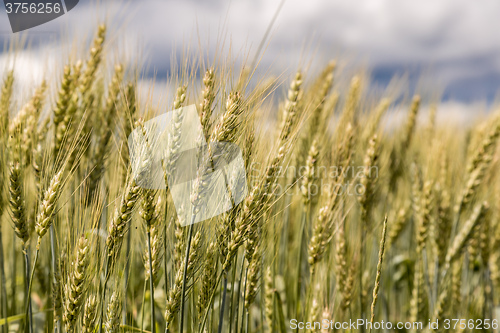 Image of A wheat field, fresh crop of wheat