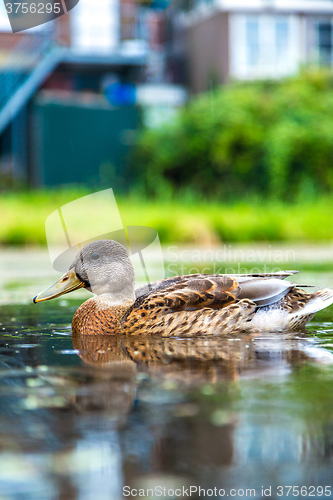 Image of Duck on the water