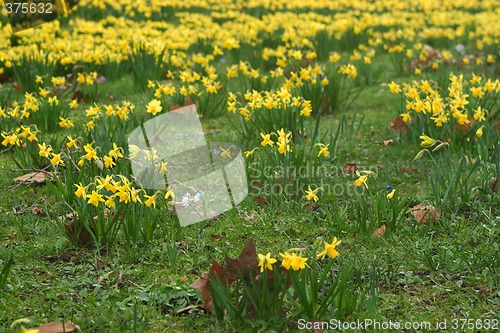 Image of narcissus