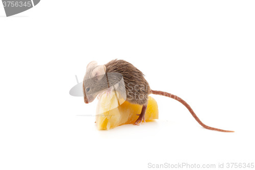 Image of Mouse and cheese