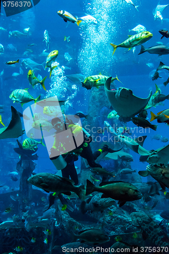 Image of Huge aquarium in Dubai. Diver feeding fishes.