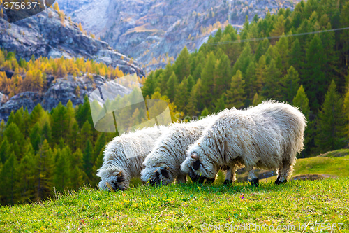 Image of Valais blacknose sheep in  Alps