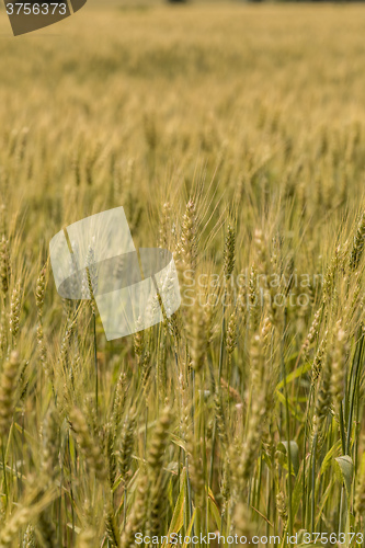 Image of A wheat field, fresh crop of wheat