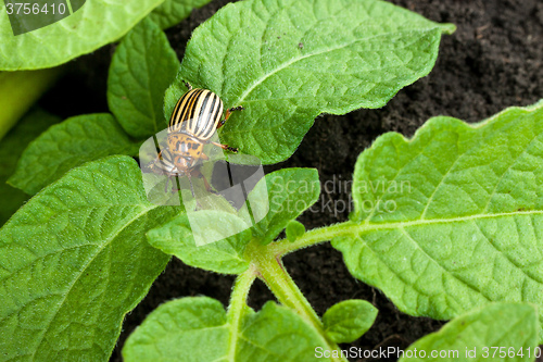 Image of Colorado potato beetle