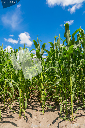 Image of Green corn field