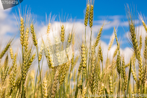 Image of A wheat field, fresh crop of wheat