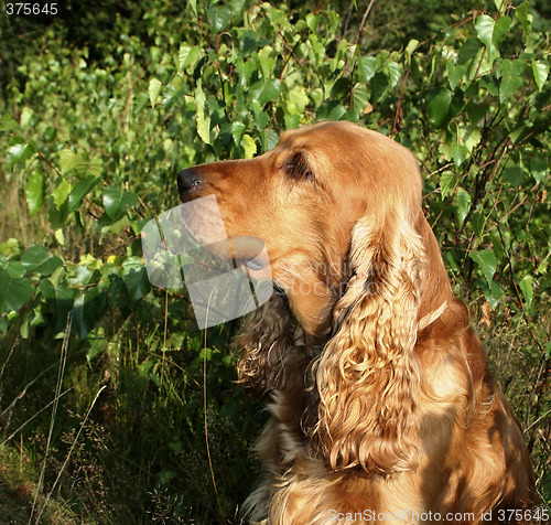 Image of brown cocker spaniel