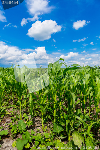 Image of Green corn field