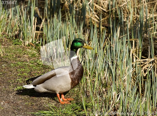 Image of duck in denmark