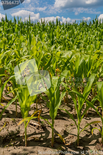 Image of Green corn field