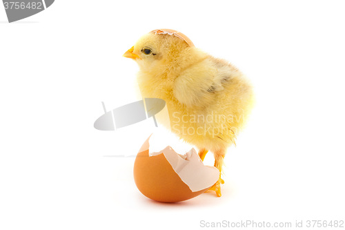 Image of The yellow small chick