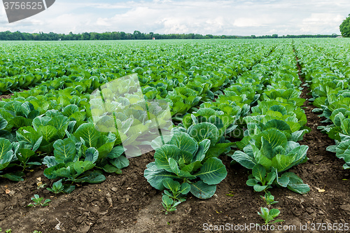 Image of Cabbage field