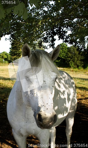 Image of white horse and flies