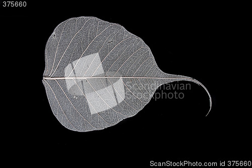 Image of leaf