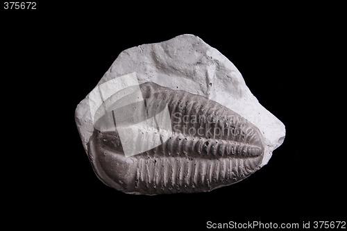 Image of trilobite