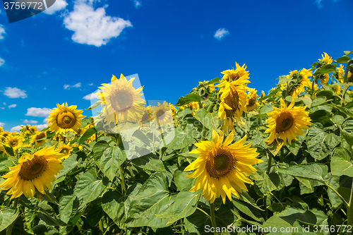 Image of sun flowers field in Ukraine sunflowers