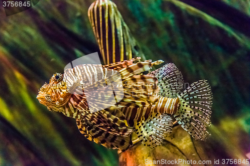 Image of Close up view of a venomous Red lionfish