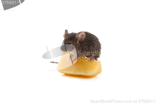 Image of Mouse and cheese