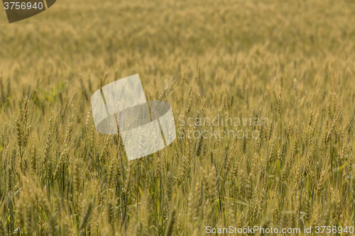 Image of A wheat field, fresh crop of wheat