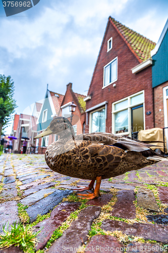 Image of Duck and traditional houses in Holland
