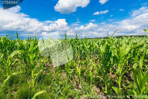 Image of Green corn field