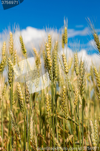 Image of A wheat field, fresh crop of wheat